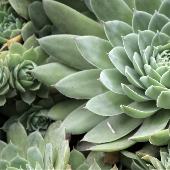 Meet your Posher - Picture 1 of 1